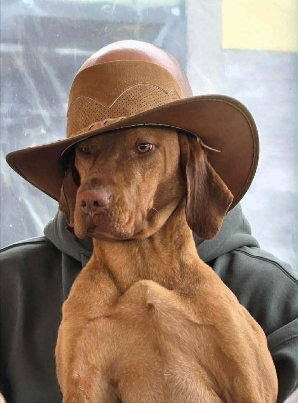 Vizsla